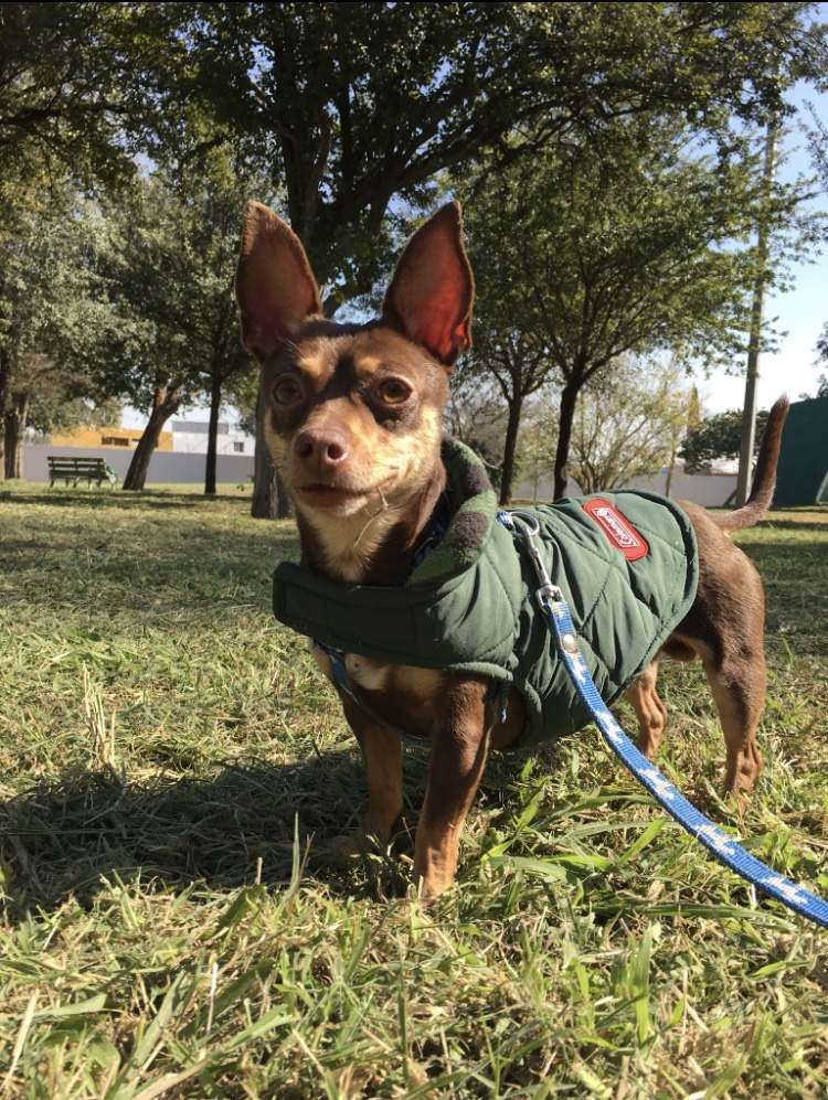Dedicated to Helping the Animals Hand Embroidery Meditation and Zero Waste Lifestyle